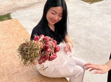สำนักงานสหกรณ์จังหวัดหนองคายกระจายหอมแดง(ปึ๋ง) ... พารามิเตอร์รูปภาพ 31